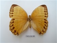 藏品(箭環蝶)的圖片